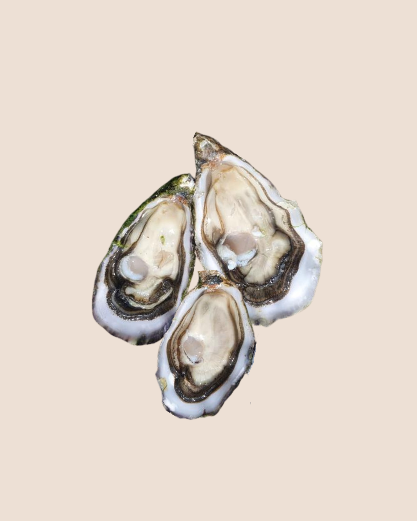 Huitres spéciales - 90/120gr (entre n° 2 et 3)